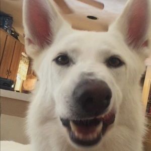 Meet your Posher, Grace